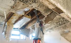 Best Attic Mold Removal in Garrett, TX